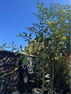 Big tree yellow trumps flower