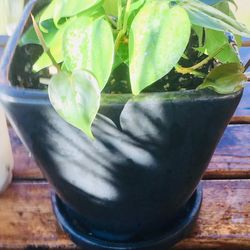 Live indoor Heartleaf plant in a ceramic pot—firm price