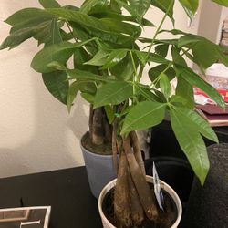 Money tree For sale