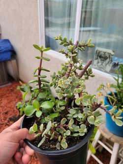 Elephant bush succulent