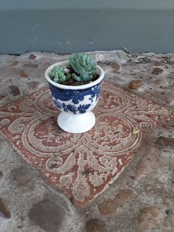 Vintage ceramic & donkey tail succulents