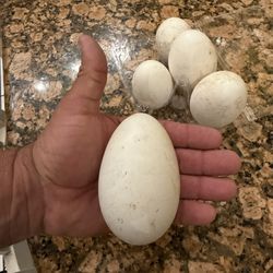 Fresh Geese Eggs