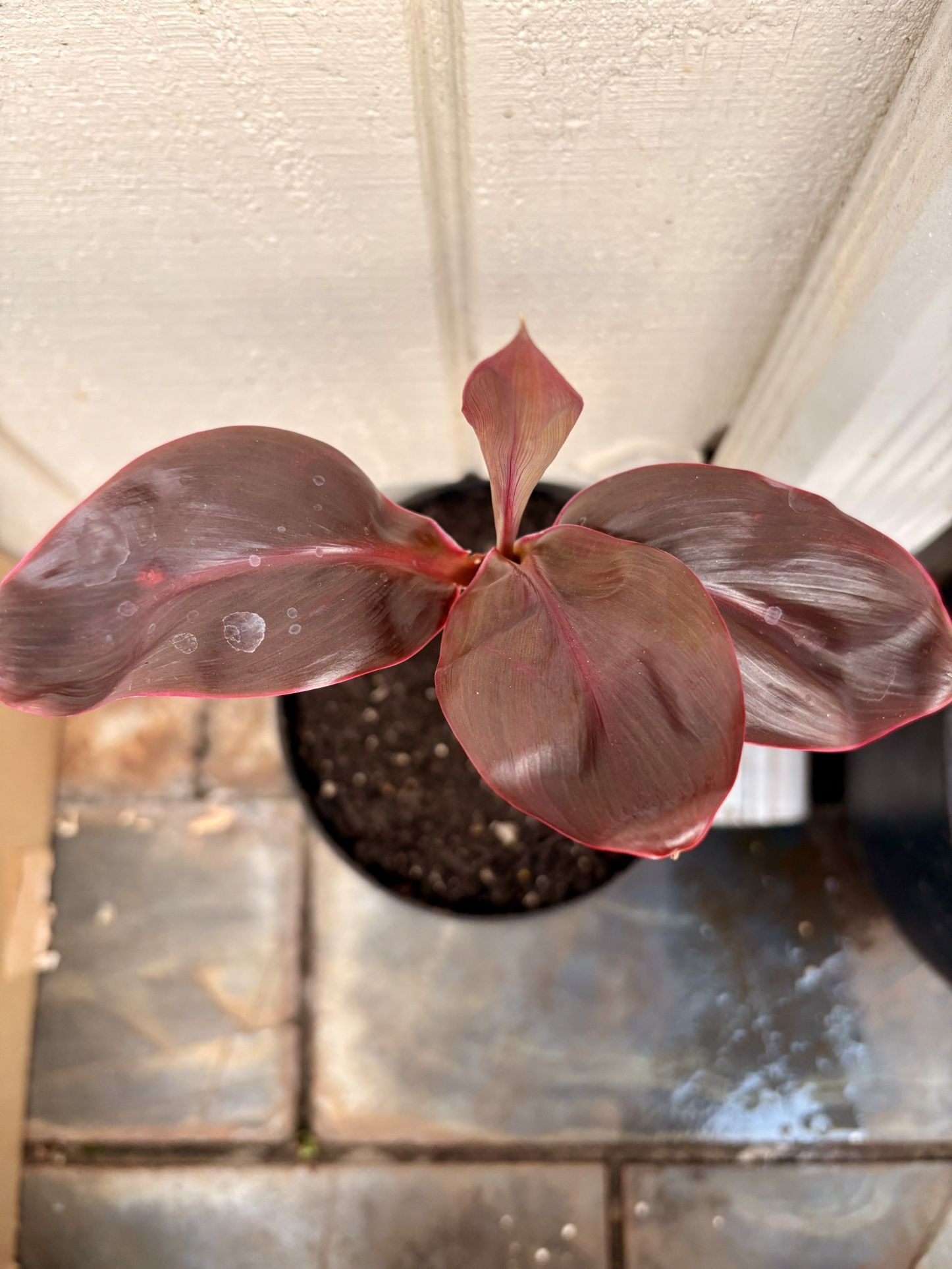 Red Ti Leaf