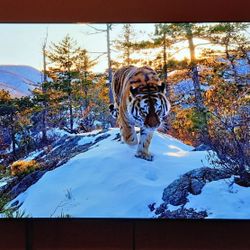LG 55 Inch C2 Oled. 4k/120hz-excellent Condition.