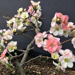 Toyo Nishiki Bonsai With Bonsai Đào nhật ba màu năm gallon,