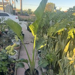 Bird Of Paradise