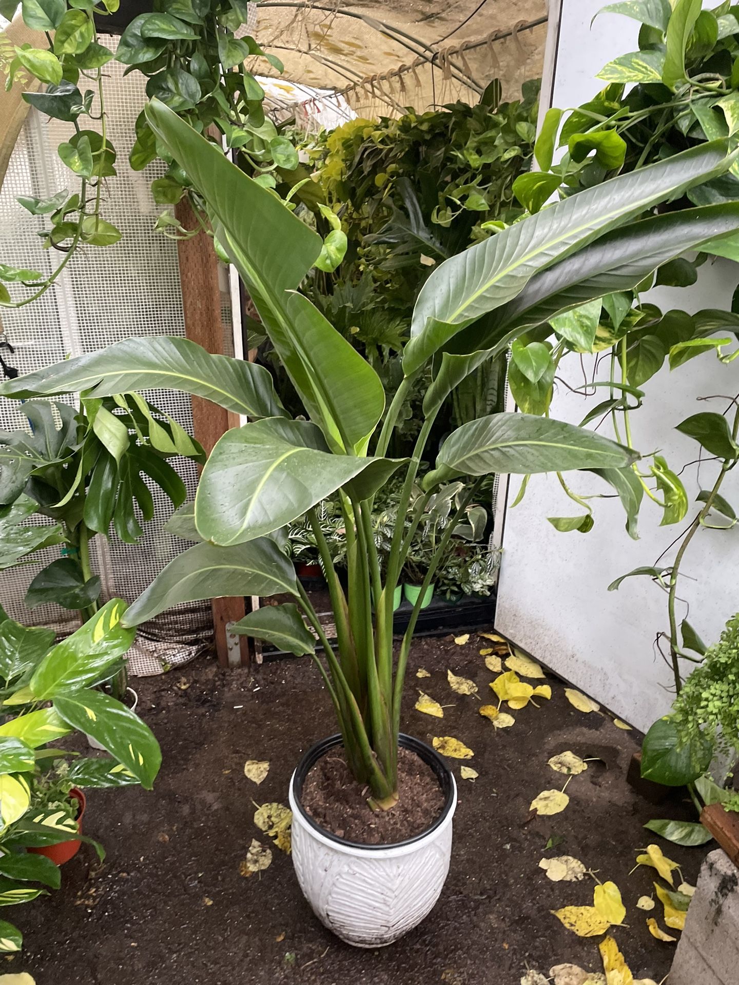 See description ~5ft huge leaf white bird of paradise, Exact plant; ceramic pot not included; 95820