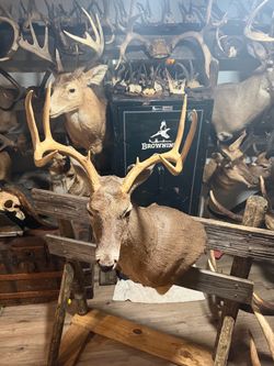 N. American Whitetail