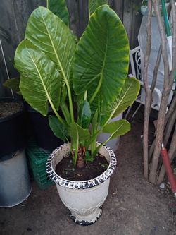 Big planta 🌹