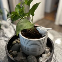 Green leafy house, plant pot arrangement with pebbles and ceramic bird