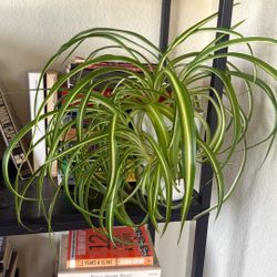 Spider Plant