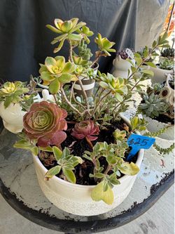 Succulent plant