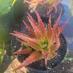 Aloe dorotheae