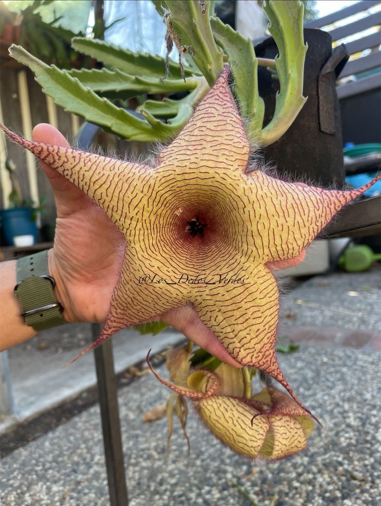 Zulu Giant /corian Flower / Stalelia Gigntea