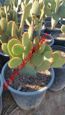 Bunny Ear Cactus Opuntia Prickly Pear