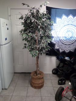 Artificial veri gated weeping fica tree