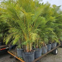 Arecas Over 6 To 7 Feet Tall Full Green  Fertilized  Ready For Planting Instant Privacy Hedge  Same Day Transportation 