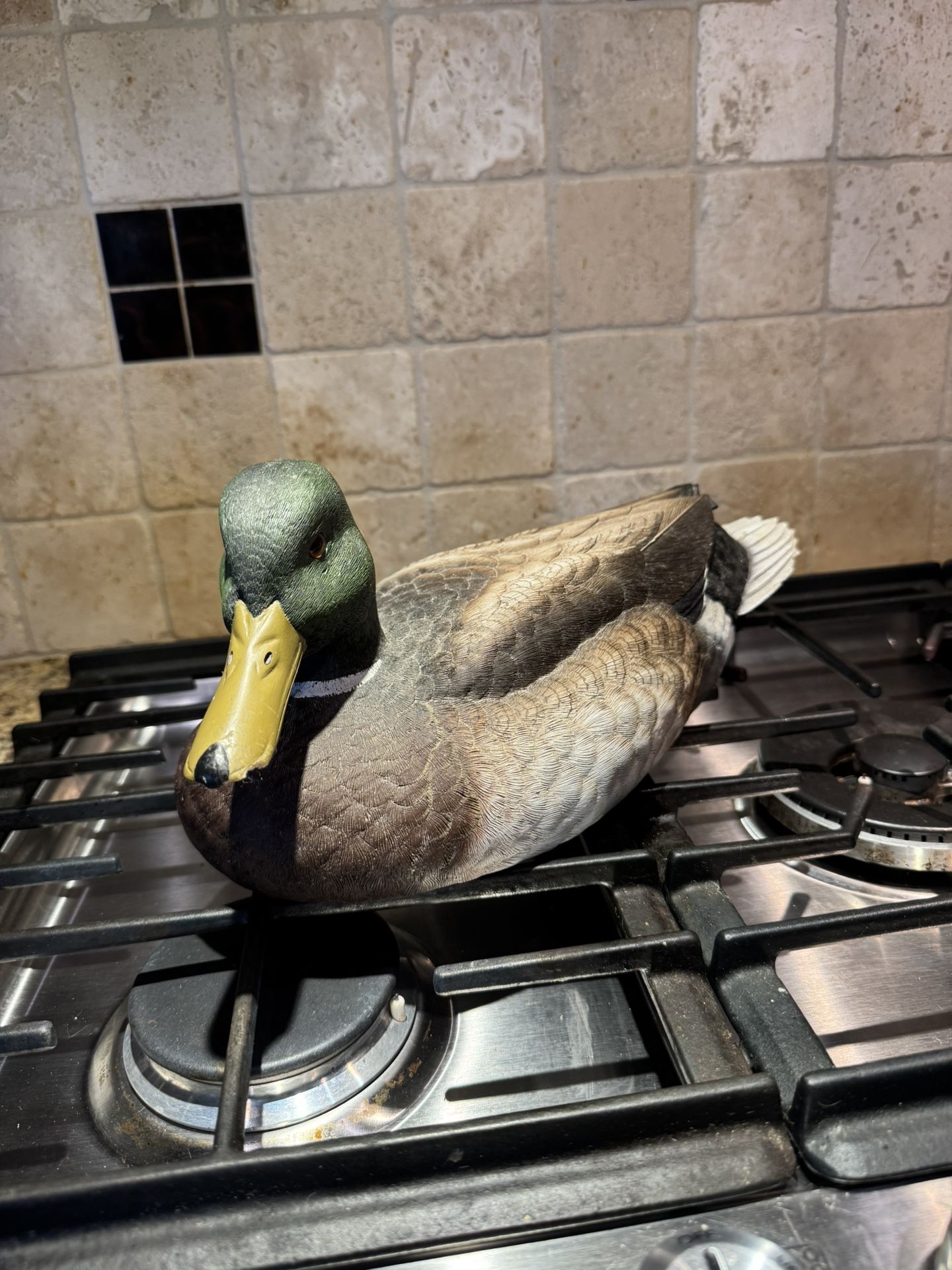 Duck Decoy