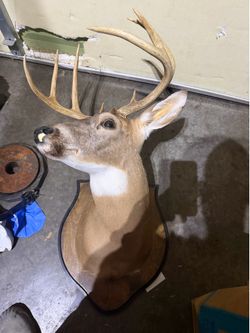 Deer head mount