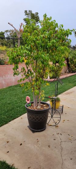 Potted and established Veriegated Ficus