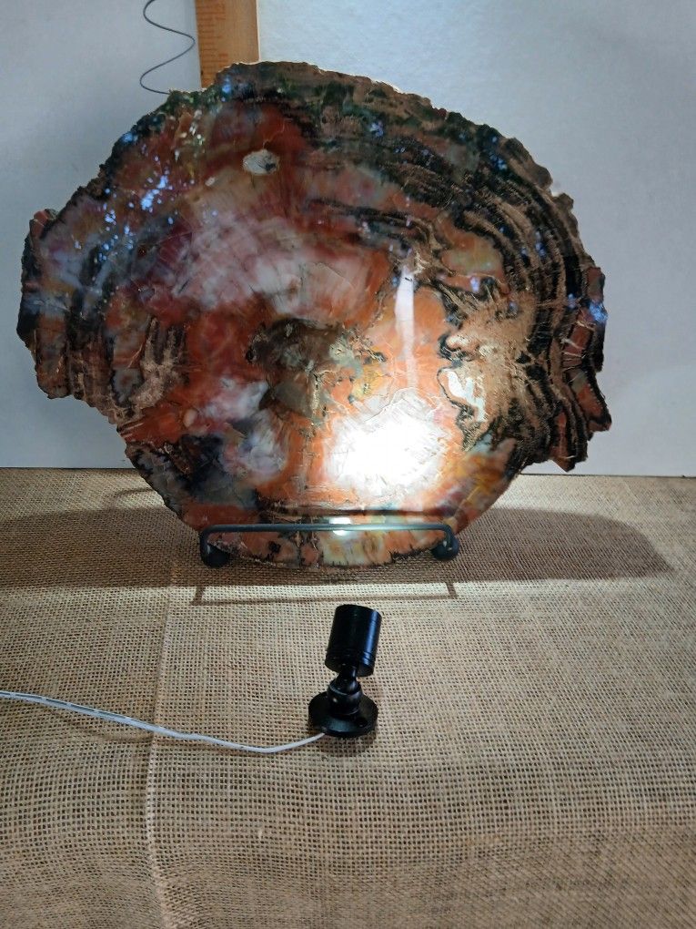 Petrified Wood See The Photos