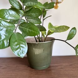 ZZ Plant w/pot