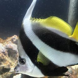 fish tank  decoration