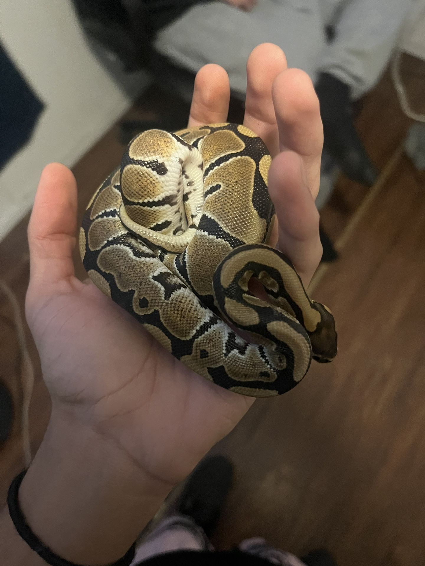 Female juvenile ball python