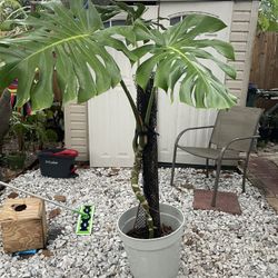 Monstera Deliciosa. Very Nice And Beautiful Plant.