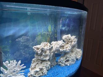 Bow Front Aquarium & Stand