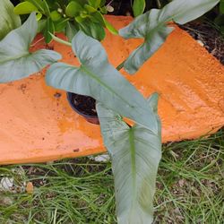 Philodendron Silver Sword 