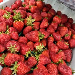 Fresas/ Strawberries 