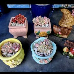 Plant Sale Today IN San Lorenzo. 1pm To 5pm $10 Each