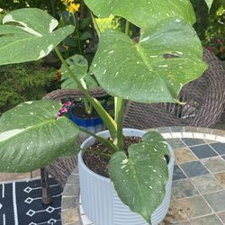Monstera Thai Constellation 