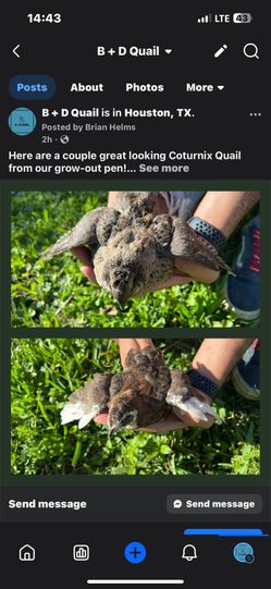 Coturnix Quail from B + D Quail