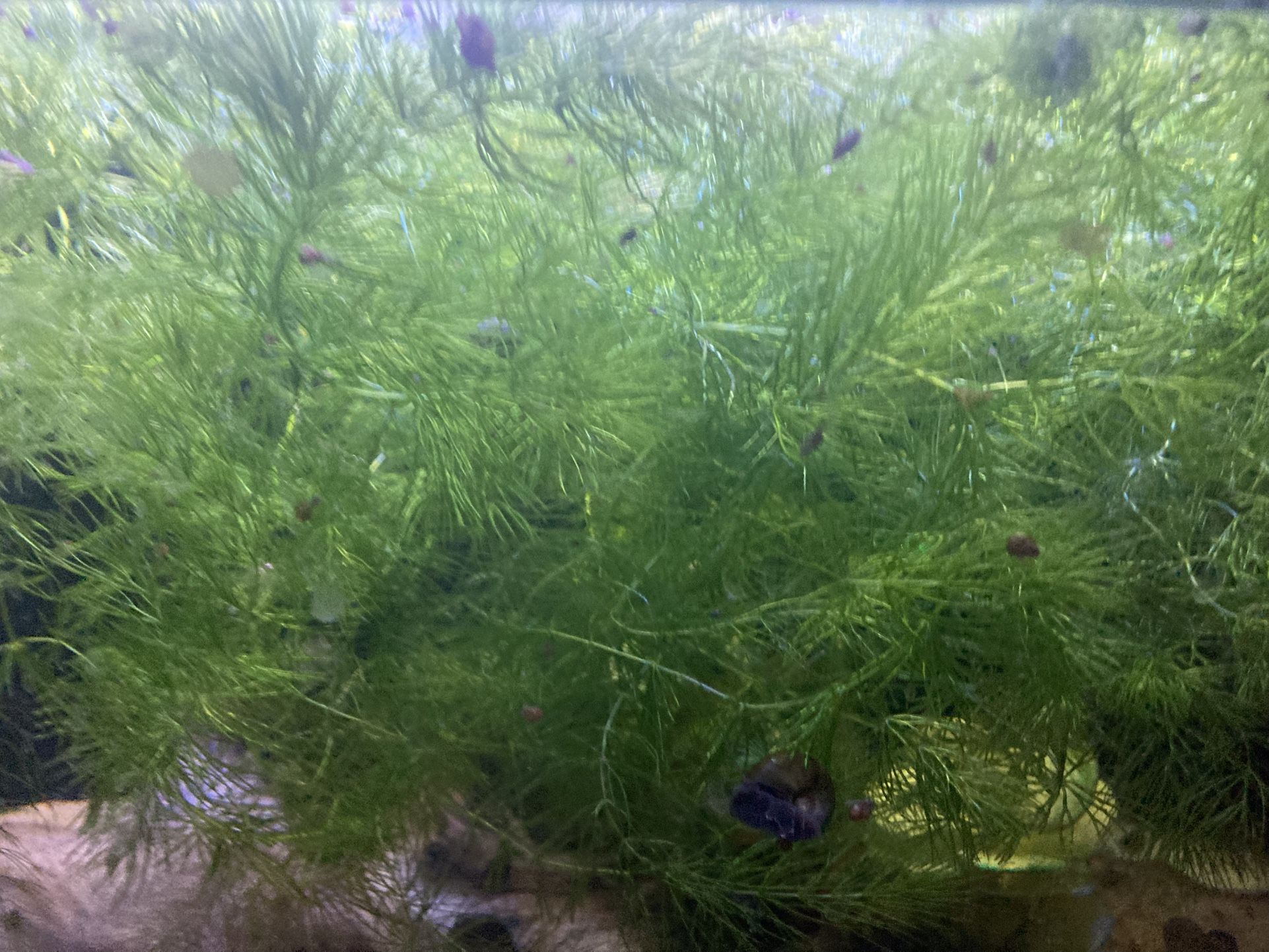 Hornwort β Thick, Fast-Growing Aquarium Plant