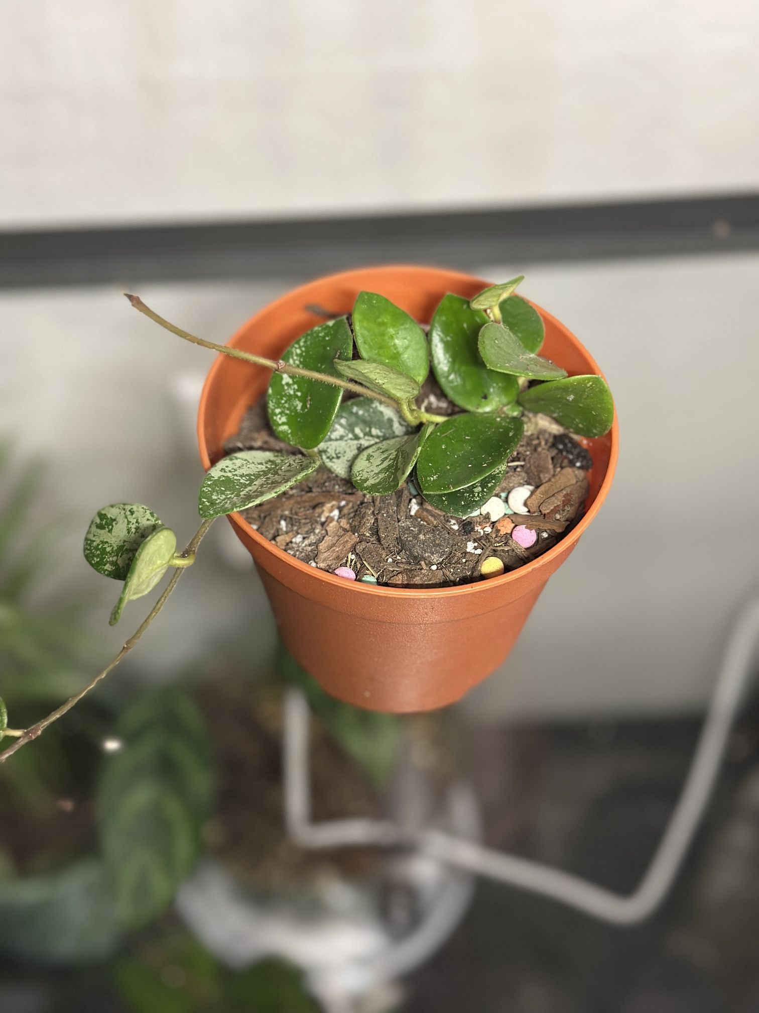 Hoya Mathilde Splash - Live Plant