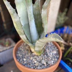 Blue agave 