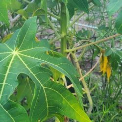 Papaya  Tree 