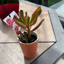 Succulent plant 🪴