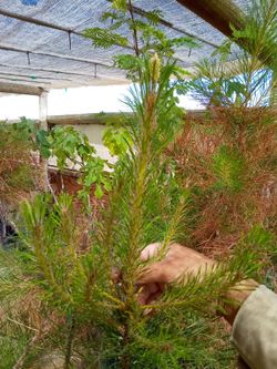 Pine Tree - 6 ft