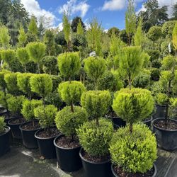 Lemon Cypress Topiary Trees