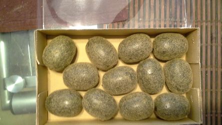 Kiwis for decorations 2 boxes