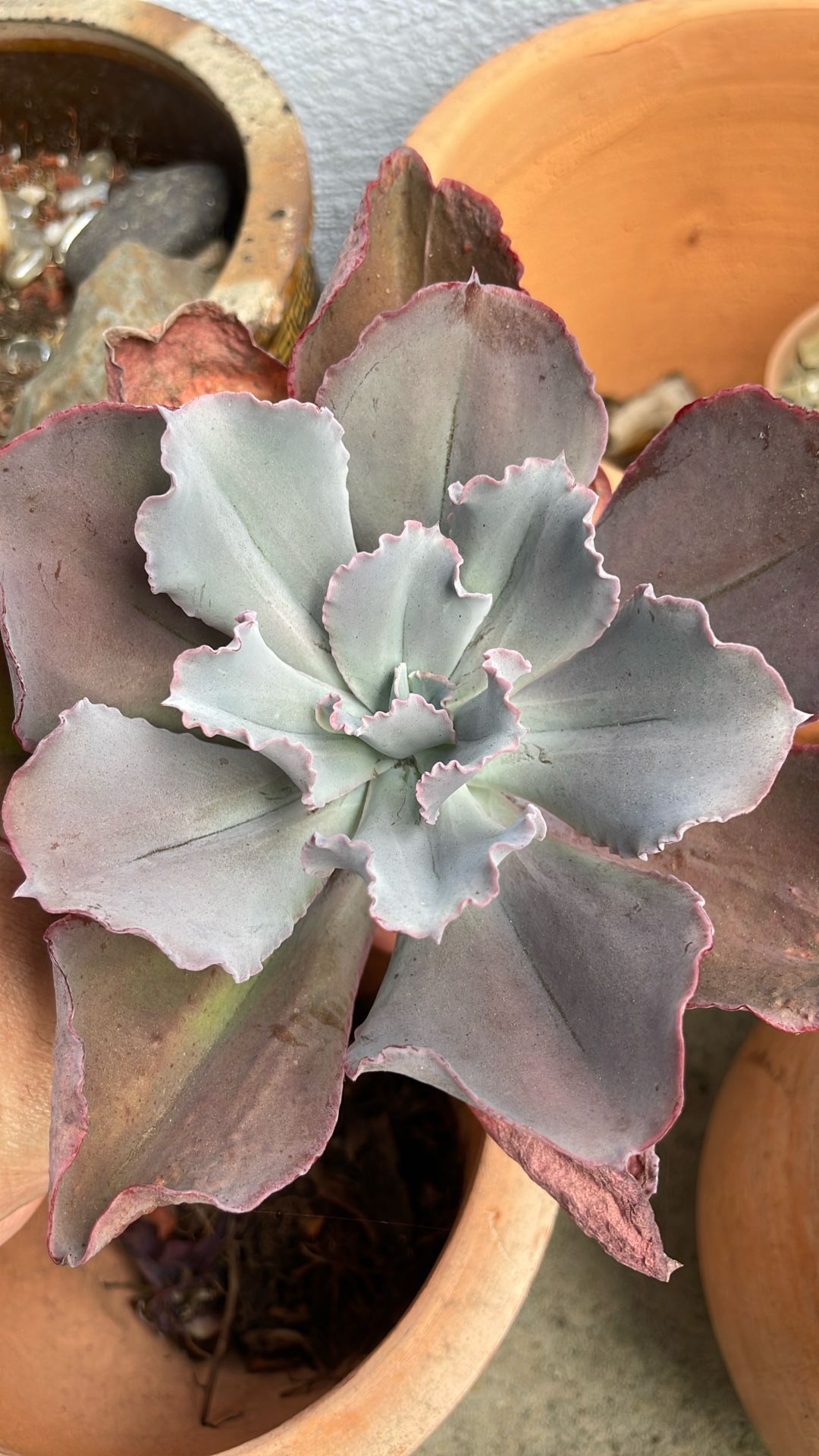 Encheveria