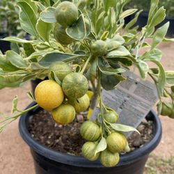 5 Gallon Size- Calamondin Tree- Orange Tree- Lemon Tree- Grapefruit Tree-  Lime Tree- Kumquat Tree- Tangerine Tree for Sale in Perris, CA - OfferUp