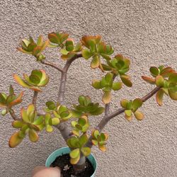 Beautiful Lucky Jade Plant