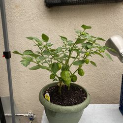 Plant Tomatillos $30 Plant