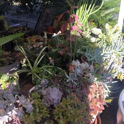 Assorted Succulents/ indoor plants