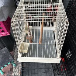 Bird Cage 