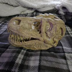 Dinosaur skull